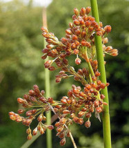 FG 1000 Soft Rush (Common Rush) Juncus Effusus Ornamental Grass Seeds - £5.33 GBP