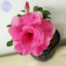 USA SELLER Imported Dancing Pink Girl Adenium Desert Rose Seeds Fresh Seeds - £8.09 GBP