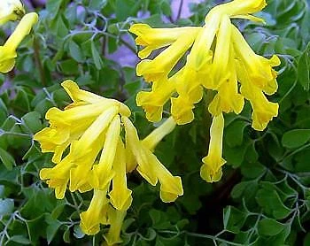 Yellow Bleeding Heart  - Corydalis lutea - 20 Seeds - $11.97