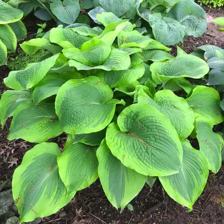 Hosta Twin Cities 5.25 Inch Pot Well Rooted Unusual Large - $35.20