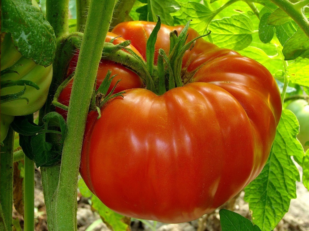 Monster Tomato Plant 2.5&quot; Pot The Whopper Huge Fruit - $26.99