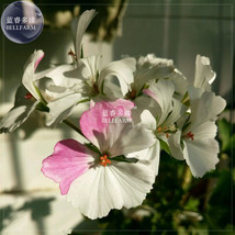 Geranium Bonsai Purely White &amp; Light Pink Flower Plant*Seeds(no soil), 10 Of/pac - £7.03 GBP