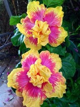 20 Double Pink Yellow Hibiscus Hardy Flower Garden Exotic Perennial Seeds  - $19.99