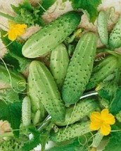 Boston Pickling Cucumber Seeds 250 Seeds Fresh Seeds Gardening USA - £15.26 GBP