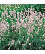 30 Pink Lavender Fragrant Perennial Flower Seeds Gardening USA SHIPPING - $14.35