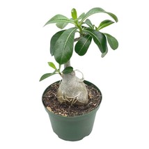 Desert Rose, 6 inch Pot, Adenium Obesum, Very Round Pot Belly Stump - £37.30 GBP