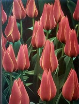 Bulbs (Time-Life Encyclopedia of Gardening) by James Crockett / 1972 Har... - $63.92 MXN
