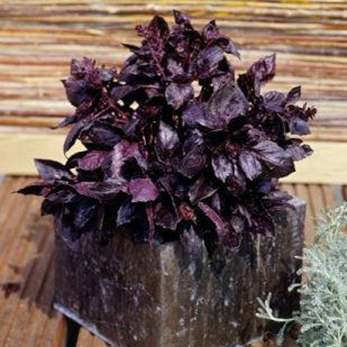 New Fresh Seeds Basil Purple Ruffles - Seeds & Bulbs