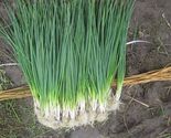 White Lisbon Bunching Onion Seeds, Scallions, NON-GMO, Heirloom, FREE SH... - $1.97+