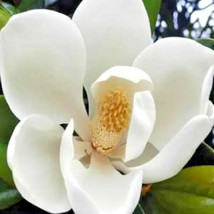 12 D.D. Blanchard Southern Magnolia Seeds Magnolia Grandiflora D.D. Blanchard Sh - $11.80