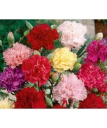 FMG Clove Carnation Chabaud Mix Doubles Dianthus Fast Growing - $21.13 CAD