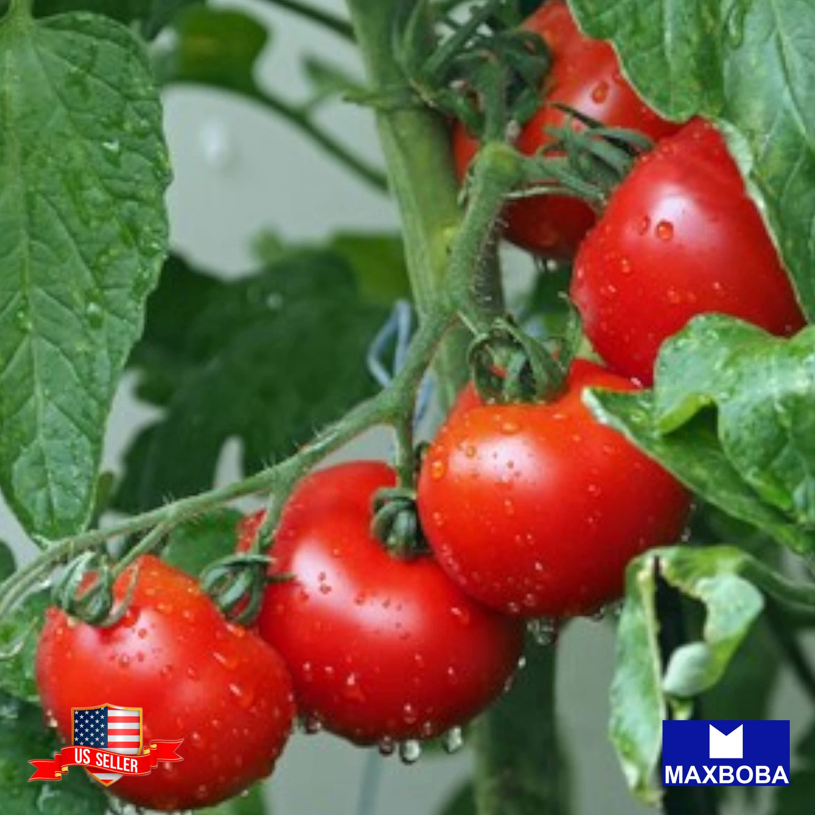 Tomato Fresh  Seeds Slicing Marglobe Non-GMO Heirloom Vegetable - $8.32