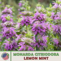 1000 Lemon Mint Seeds, Monarda Citriodora, Lemon Bee Balm, Pollinator Attractor  - £7.52 GBP
