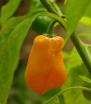 Orange Habanero Hot Pepper Seeds 50 Seeds Hot Fruity Flavor Gardening USA SELLER - £8.39 GBP