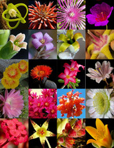 FLOWERING SUCCULENT MIX rare plant exotic cactus flower succulent seed 100 seeds - £7.82 GBP