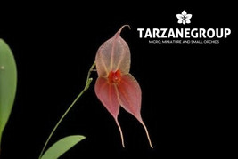 LEPANTHES MATAMOROSII YELLOW x JIMENEZII SMALL ORCHID CROSS MOUNTED - $1,266.83 MXN