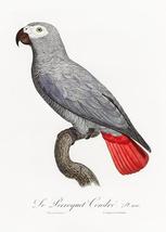 Grey Parrot, Psittacus Erithacus #2 - 1800&#39;s - Francois Levaillant - Bird Magnet - £9.58 GBP