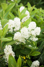 20 White New Jersey Tea Hummingbird Flower Ceanothus Americanus Shrub SeedsFrom  - $9.90