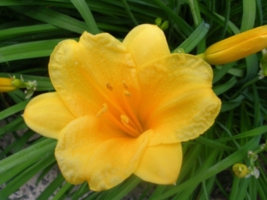 5 Stella De Oro Daylily Fans/Root Systems - £25.08 GBP