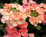 KKG 50 Dwarf Apricot Verbena Nana Compacta Fragrant Fresh Garden - $8.89