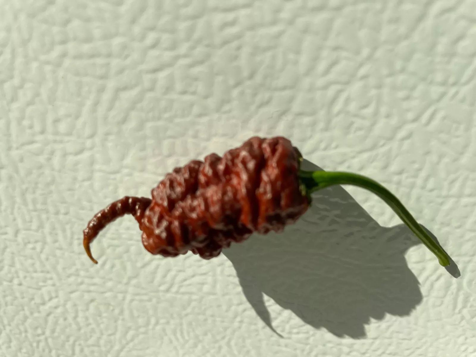 30+ Super Hot Chocolate Ghost Pepper Seeds Ghost Bhutlah Authentic Super... - $9.69