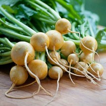 700 Golden Ball Turnip Seeds Non Gmo Fresh From US - £6.42 GBP