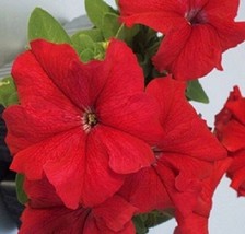 US Seller Petunia Seeds 50 Seeds Limbo Red Flower Seeds Fast Shipping - $23.50