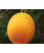 One Sanguinelli Blood Orange Tree,2-3 feet No Ship Az Ca Fl La Tx HI AK - $251.83 CAD