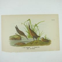 Bird Litho Print Least Sandpiper Virginia Rail John James Audubon Antique 1890 - £15.61 GBP