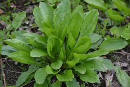 Plantain Herb Seeds 250 Plantago Major Perennial Heat Tolerant Fresh Gar... - $3.98