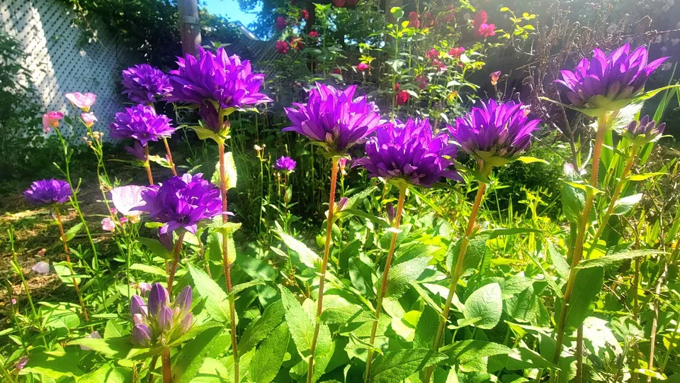 2 live Clustered Bellflower Campanula Superba Glomerata Flowers Purple P... - $17.99