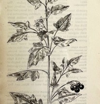 1905 Black Nightshade Flower Print Pen &amp; Ink Lithograph Antique 6.75 x 3.75&quot; - £6.54 GBP