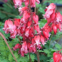 25 luxuriant bleeding heart seeds dicentra spectabilis shade flower garden thumb200