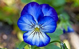 100  pcs/Bag Bonsai Pansy Flower Mix Color Blooming Wavy Viola Tricolor Flore Ou - £5.47 GBP
