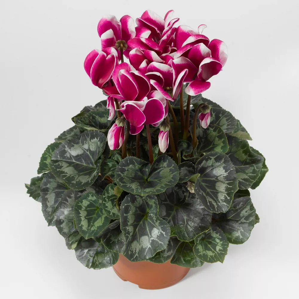 15 Cyclamen Seeds Cyclamen Snowridge Maxi Purple Winter Flower - £14.49 GBP