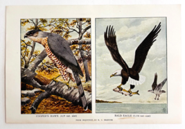1927 Bald Eagle And Cooper&#39;s Hawk Bird Art Plate Color Book Print Wildli... - $19.99