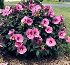 VP Swamp Mallow Rose Seeds Pink / Hardy Hibiscus  Flowers Garden 40 Seeds - £5.09 GBP