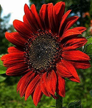 Helianthus annus - $1.50