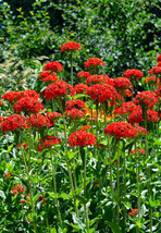 Maltese Cross Lychnis Chalcedonica Red Flower 1600 Seeds Fresh USA Fast Shipping - $8.99