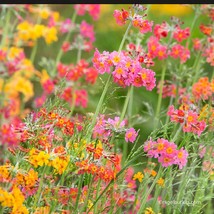 Fresh USA Seller Primula Candelabra Rainbow Mix Seed - £8.88 GBP