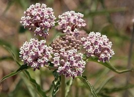 Grow In US 50_Seeds Asclepias fascicularis Mexican Whorled Narrow Leaf Milkweed - £25.49 GBP