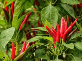 Organic Hot Chili Red Pod Pepper Organic Vegetable, 30 Seeds - £9.58 GBP