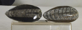 #3394 Fossils - Orthoceras (Squid) Belomite - Morocco -- 2 pieces - £7.89 GBP