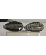 #3394 Fossils - Orthoceras (Squid) Belomite - Morocco -- 2 pieces - £7.86 GBP