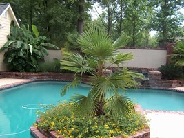 KKG Windmill Trachycarpus Fortunei Tree Seeds Hardy Evergreen Fresh Garden - $162.37 MXN