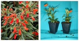 Gloxinia Sylvatica Plant Bolivian Sunset Attracts Hummingbirds &amp; Butterflies - £30.53 GBP