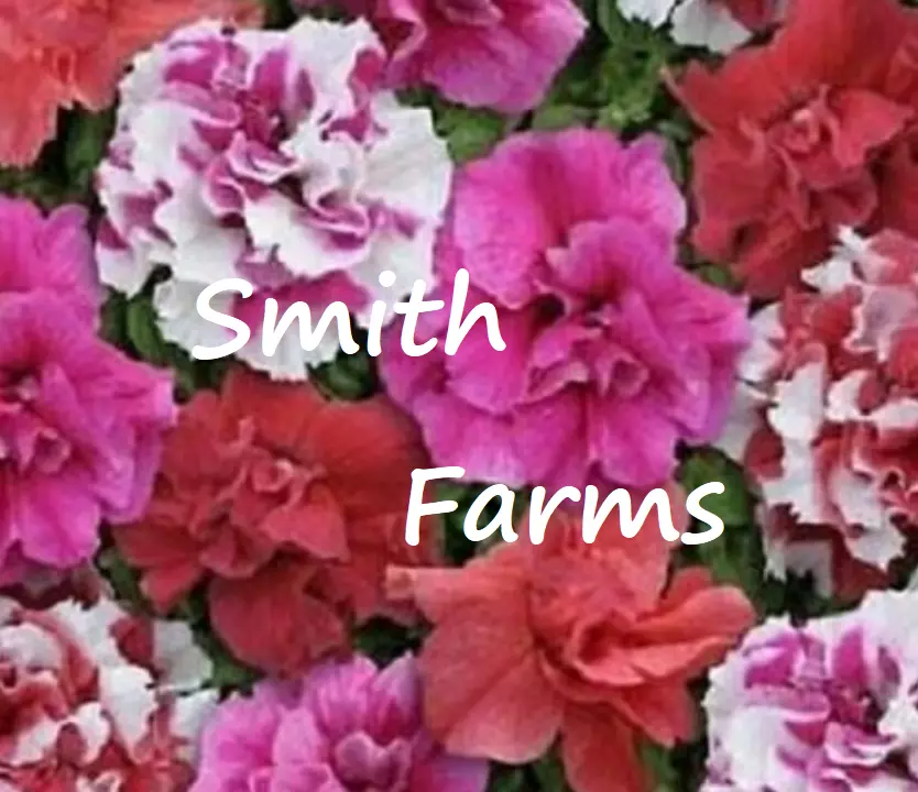 SYST Double Pink Red &amp; White Mix Petunia Flowers 50 Seeds  - £8.39 GBP