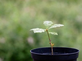 VP 20 Northern Red Oak Seedling Live Trees Bare Root Dormant No Leaves - $46.00