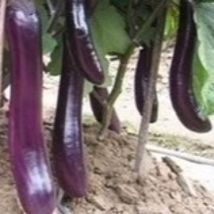 250+ Long Eggplants Seeds koyoroyo - £5.53 GBP