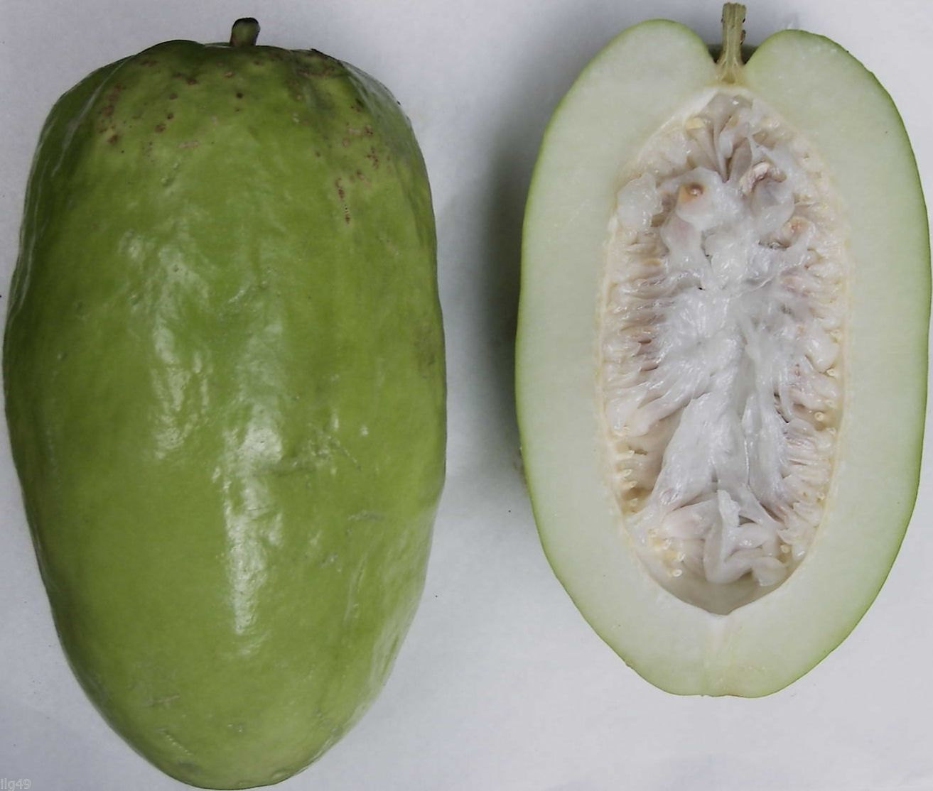 5 Giant Passiflora Granadilla Seeds-1123A - $2.98